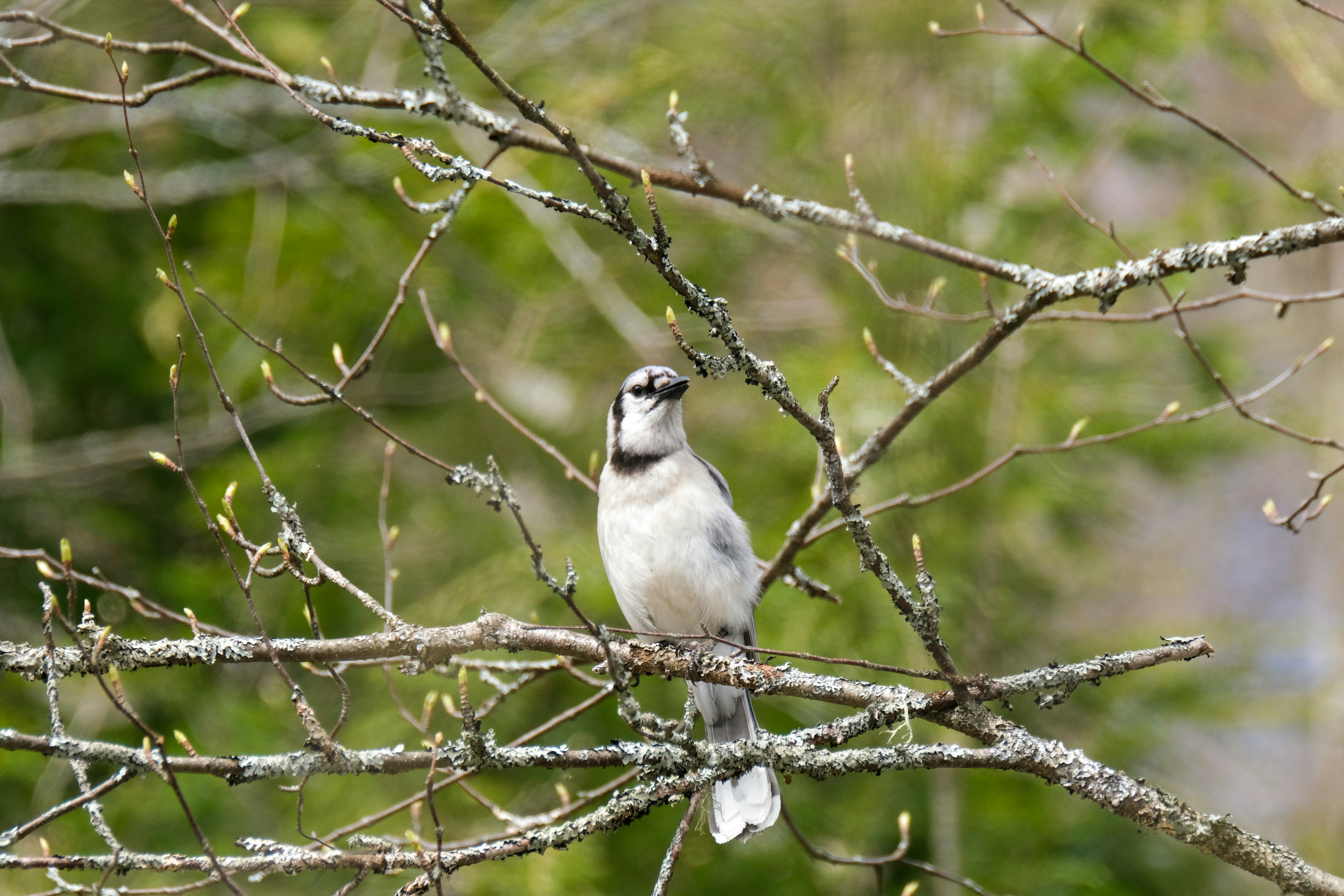 white and gray bird on brown tree branch during daytime