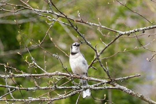 white and gray bird on brown tree branch during daytime in Ontario Canada