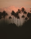 silhouette of palm trees during sunset
