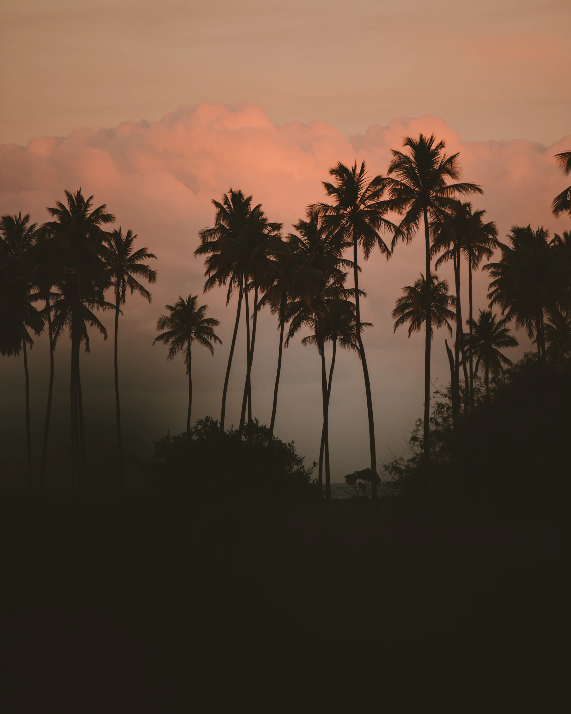 Palmeras al atardecer en la playa