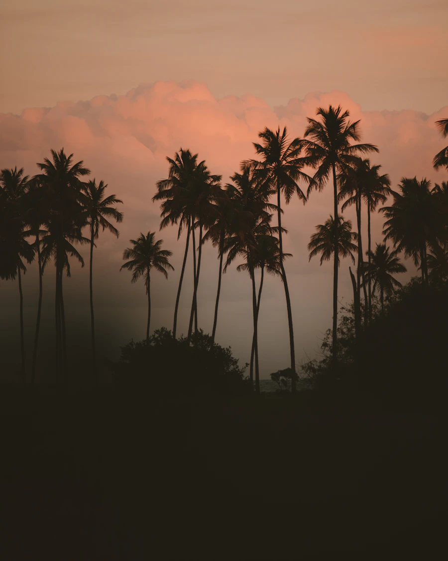 Palm trees at sunset