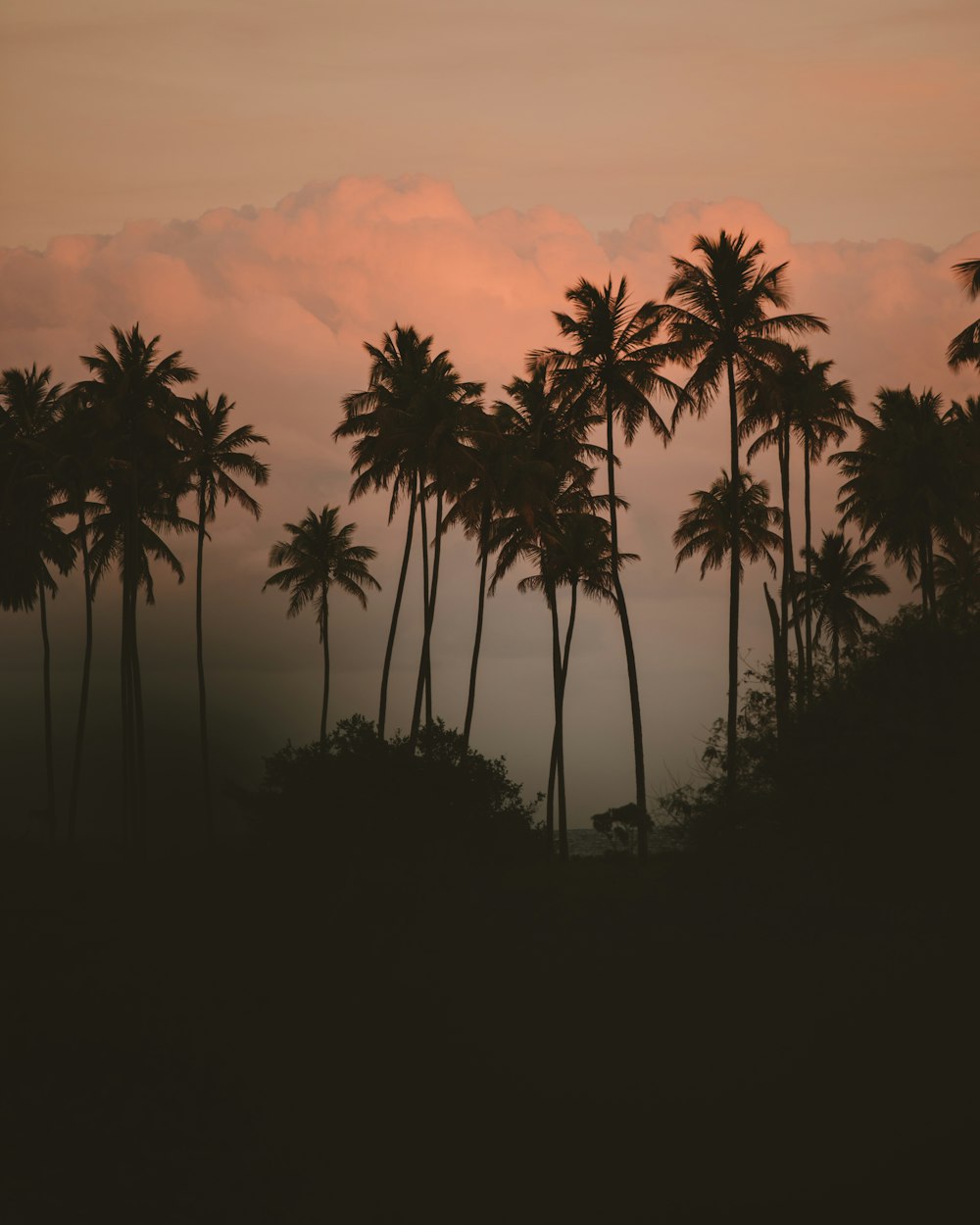 silhouette of palm trees during sunset