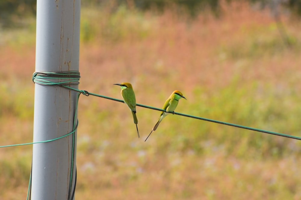 green and brown bird on green metal rod during daytime