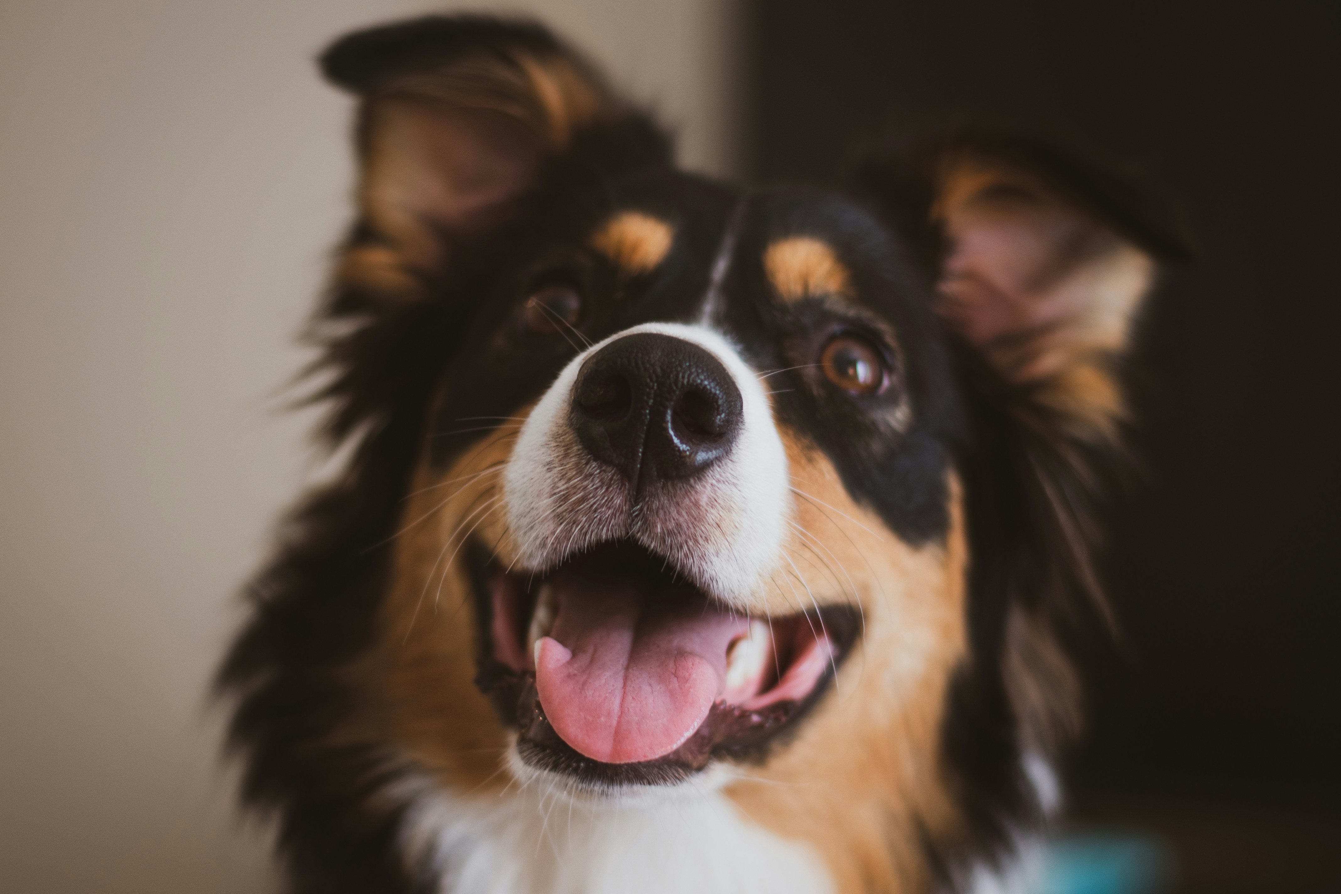 black white and brown long coated dog