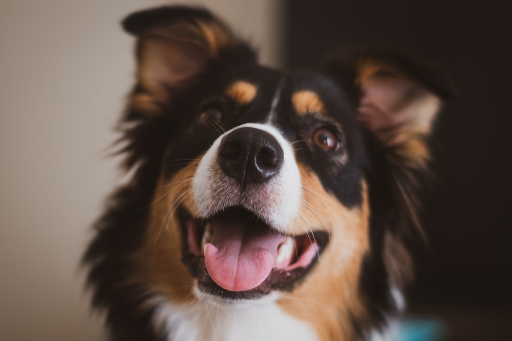 black white and brown long coated dog