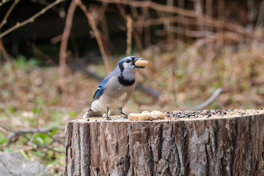 blue and white bird on brown wooden fence during daytime in Ontario Canada