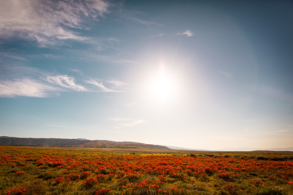 green grass field under blue sky during daytime