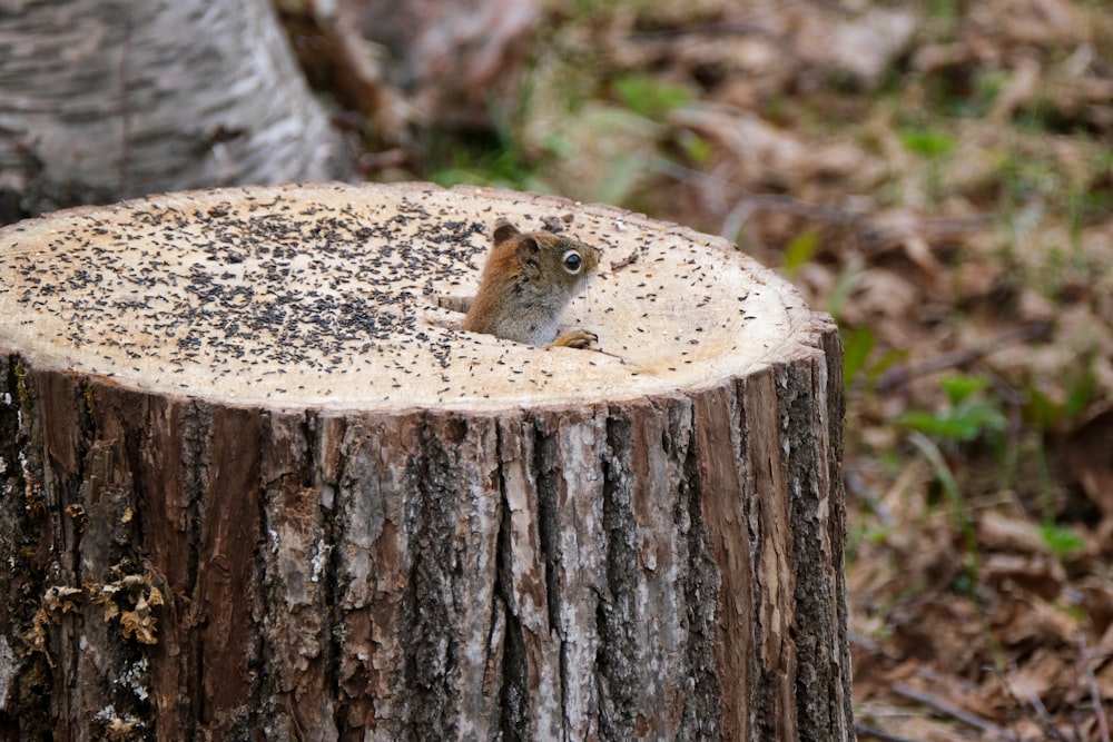 brown squirrel on brown tree trunk