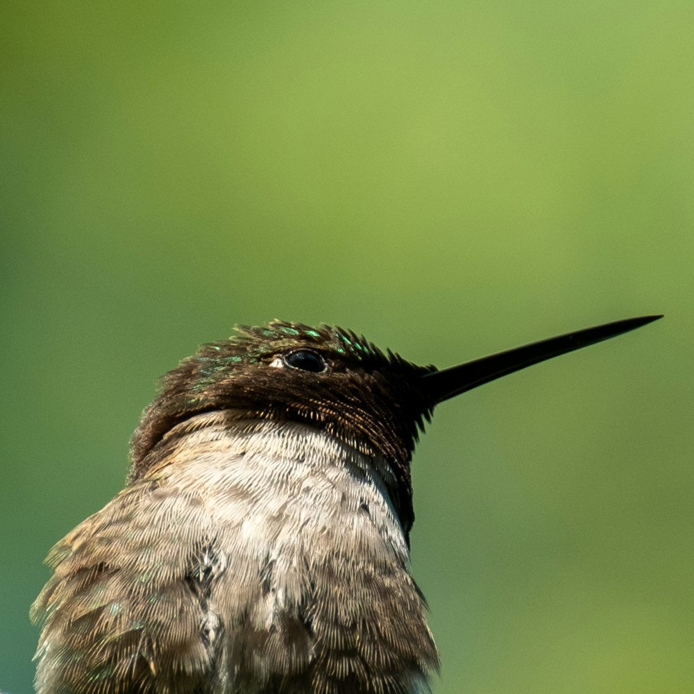 brown and black humming bird