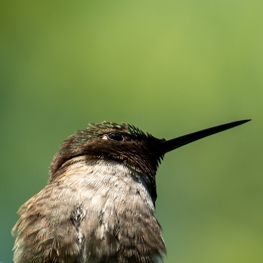 brown and black humming bird in Ontario Canada