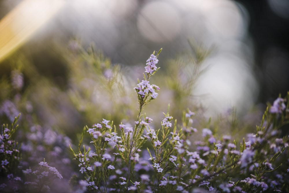 purple flower in tilt shift lens