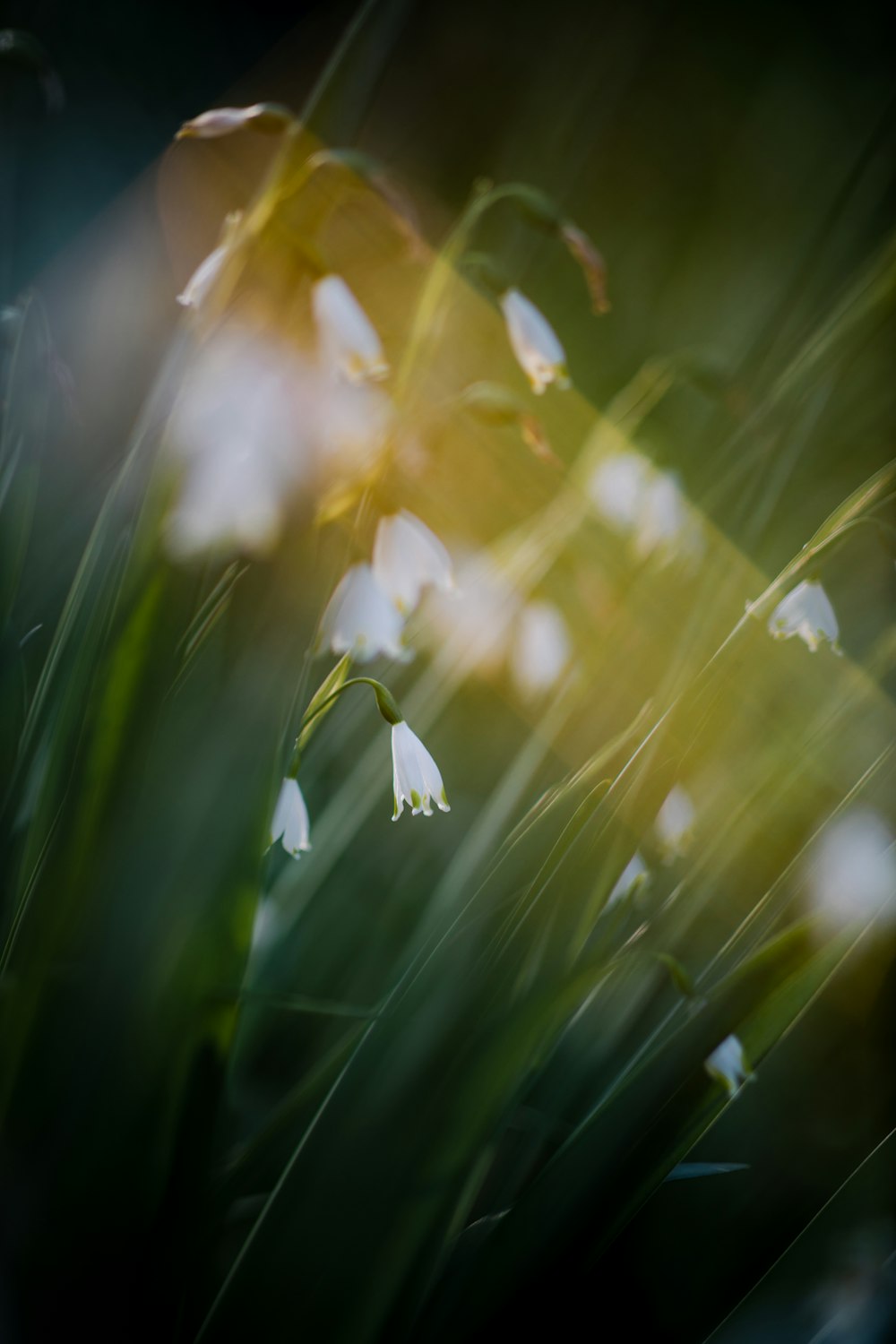 white flower with green leaves