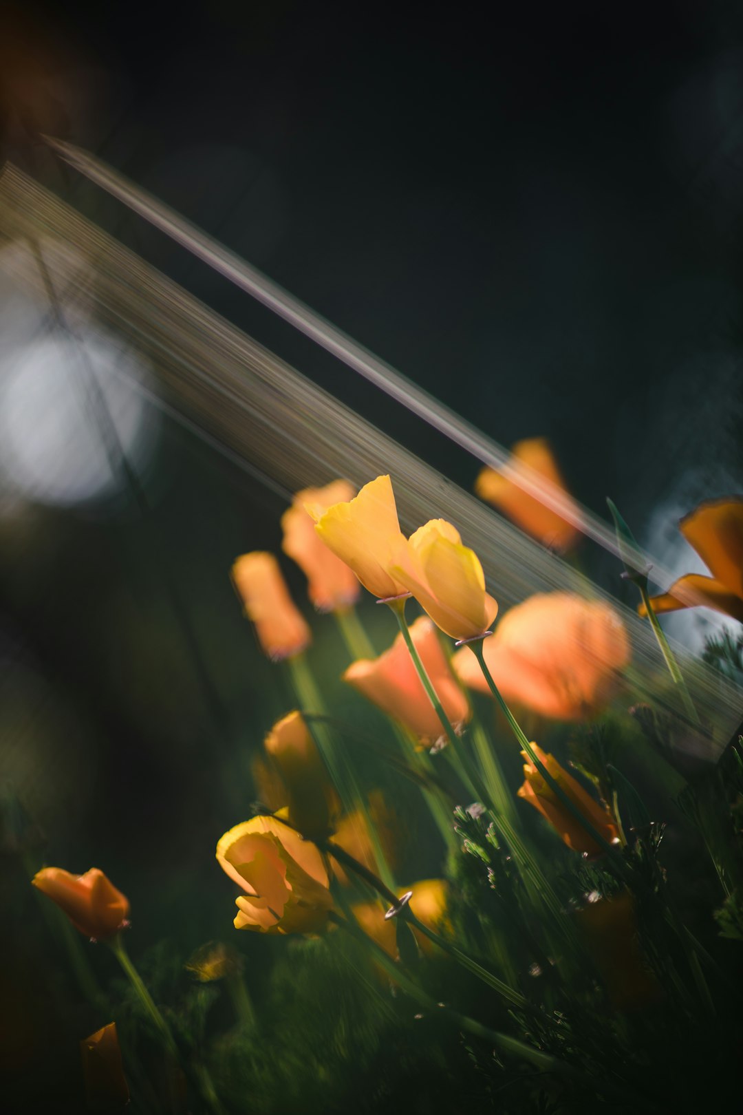 yellow flowers in tilt shift lens