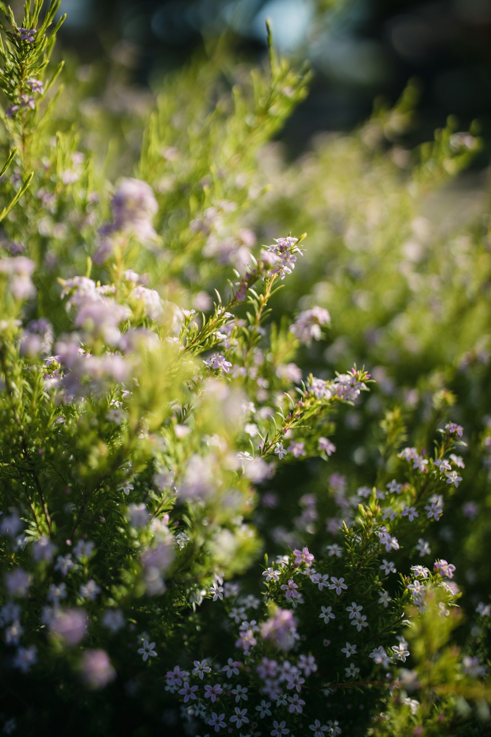 white flowers in tilt shift lens