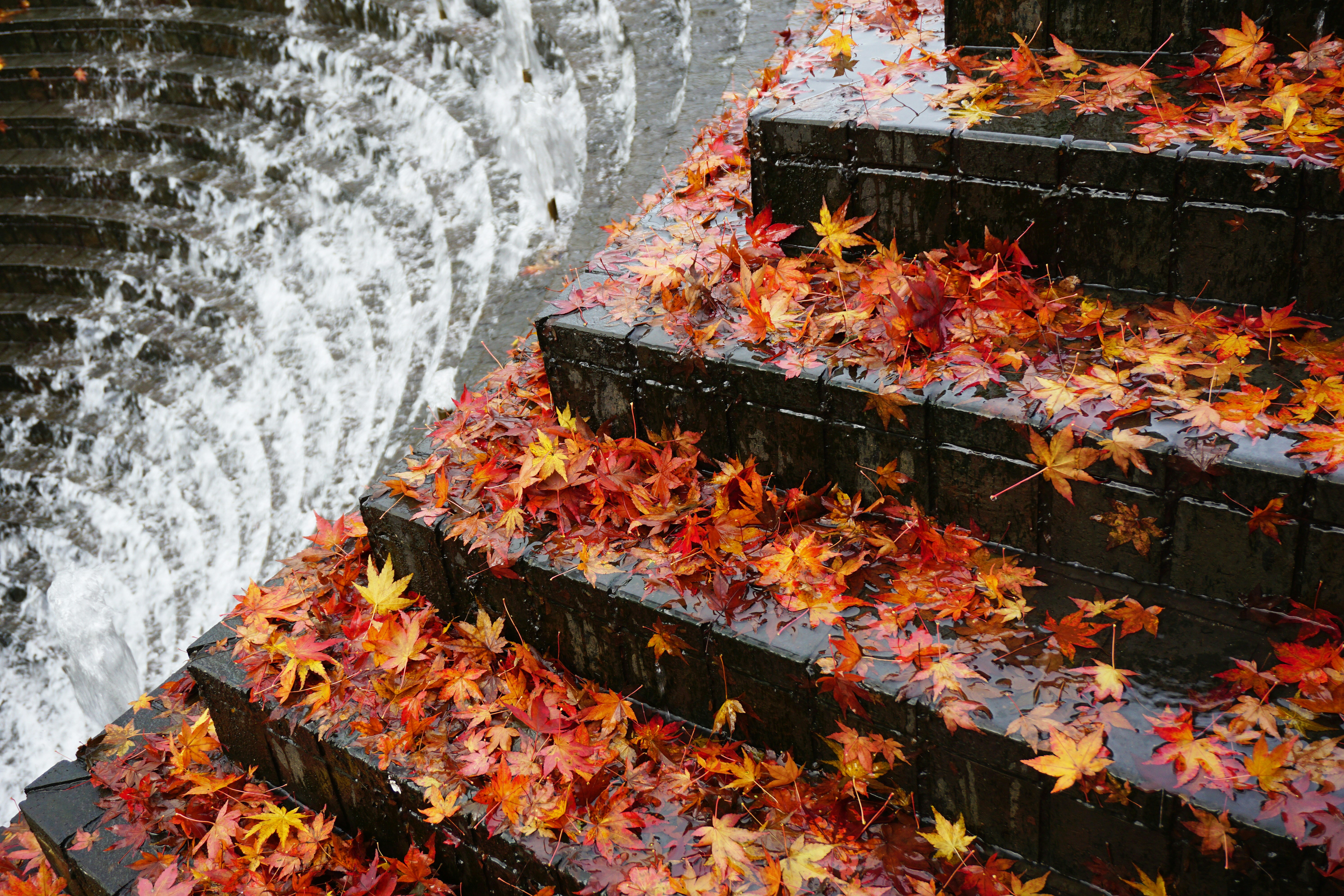 brown leaves on gray concrete stairs