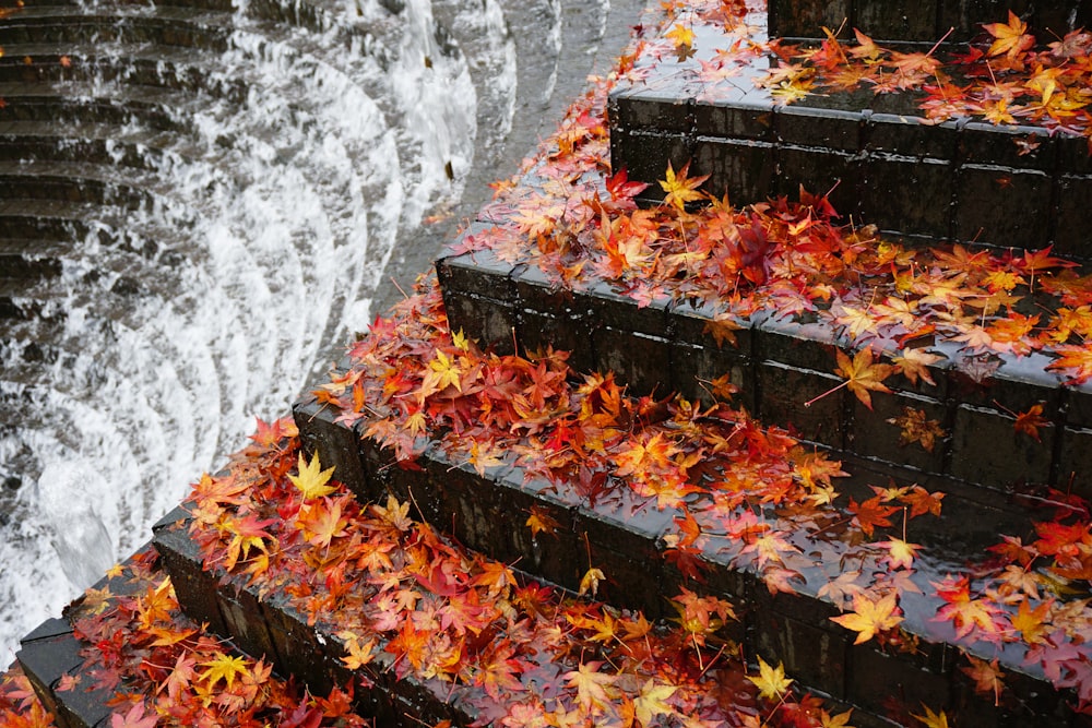 brown leaves on gray concrete stairs