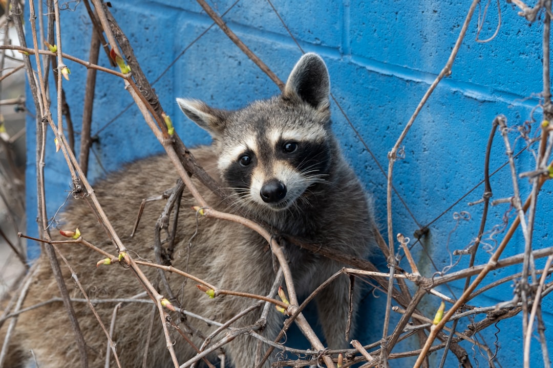 Wildlife photo spot Toronto Port Colborne