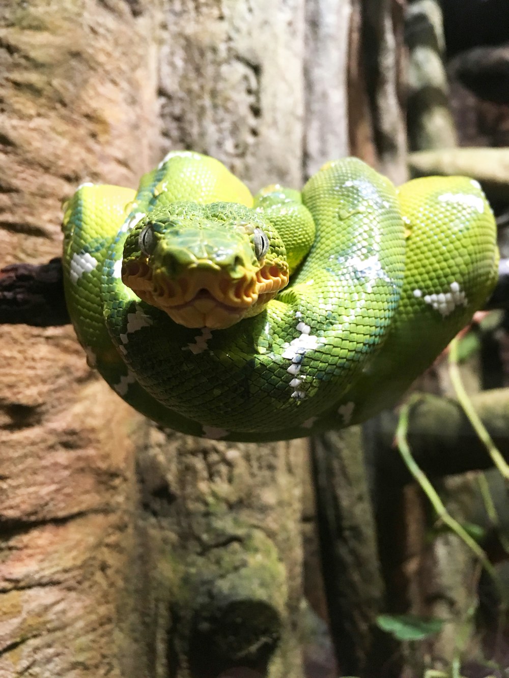 green snake on brown tree branch