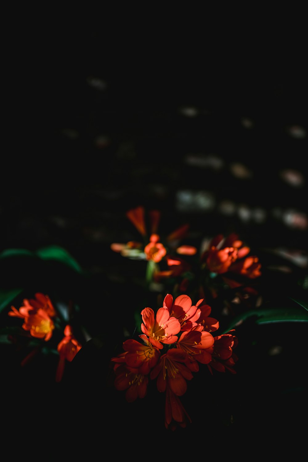 red flowers in tilt shift lens