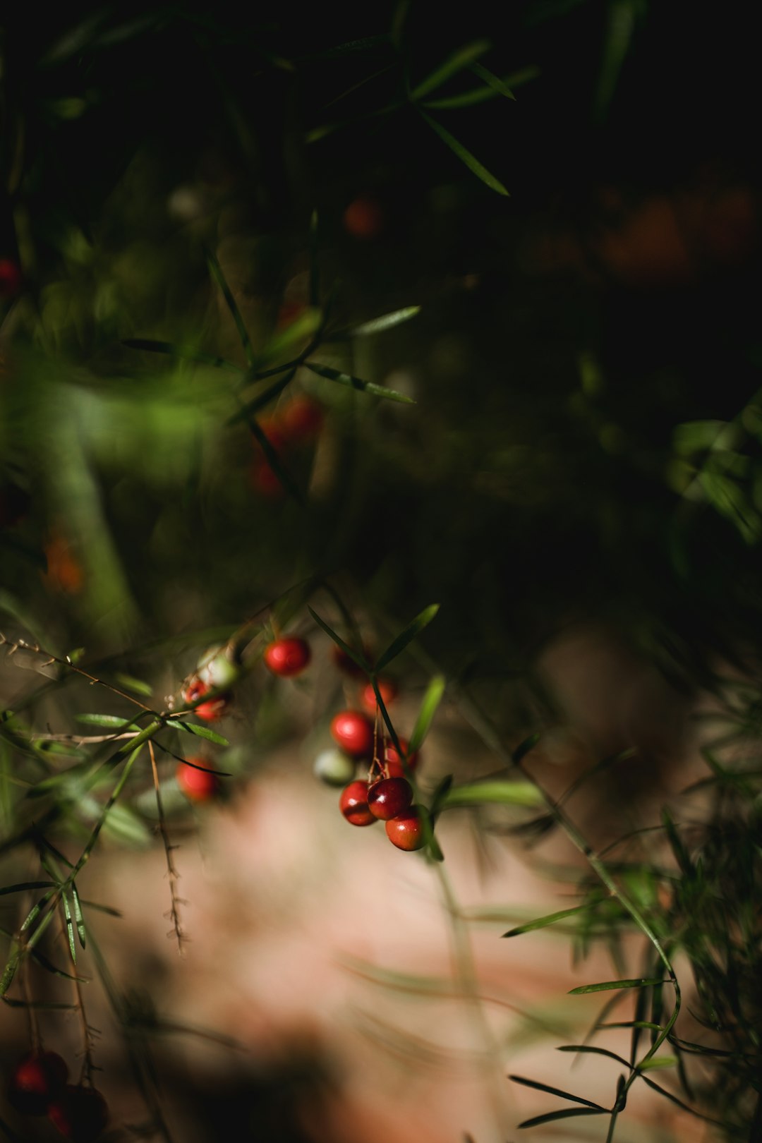 red round fruits on green tree