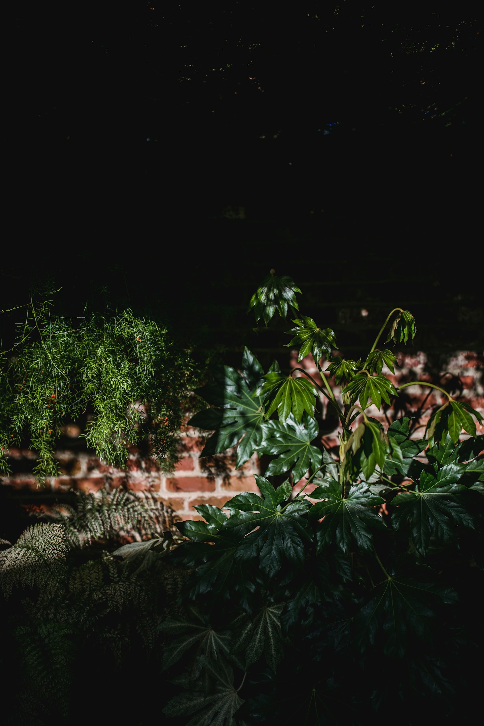 Canon EOS R + Canon EF 35mm F1.4L II USM sample photo. Green plant near brown photography