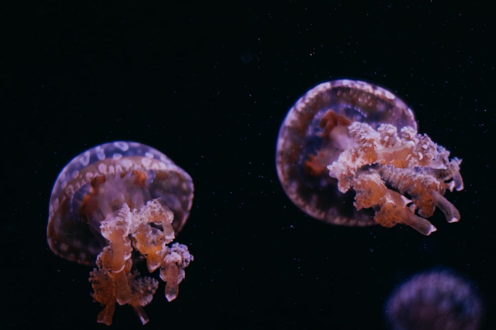 blue and white jellyfish on water