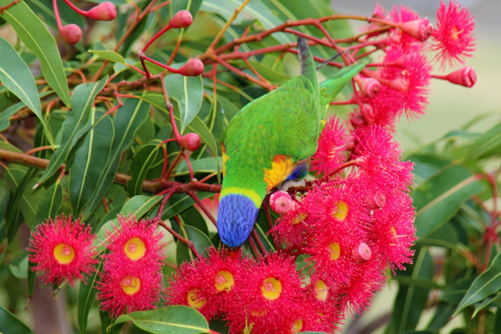 green blue and yellow bird on red flower