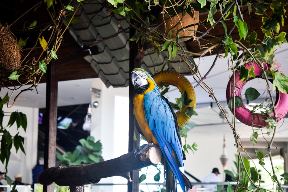 blue yellow and green parrot on brown wooden stick