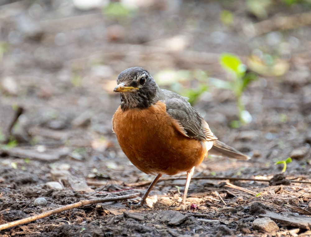 brown and black bird on ground during daytime