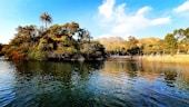 green trees beside body of water under blue sky during daytime