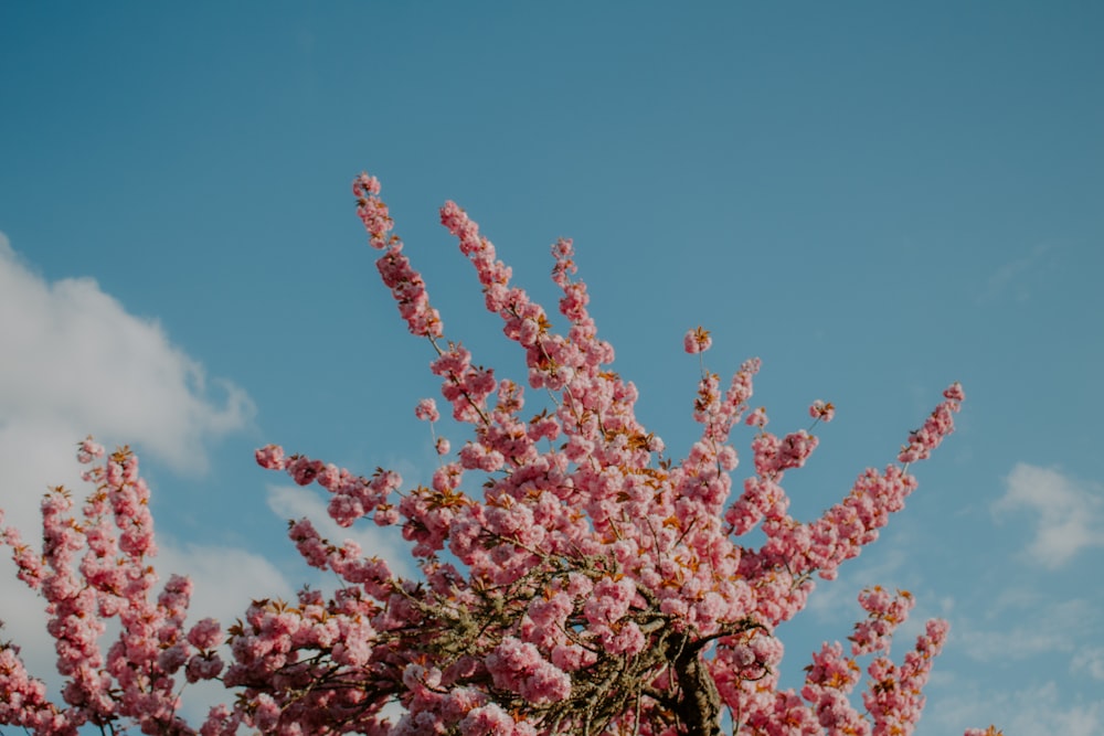 pink flowers under blue sky during daytime