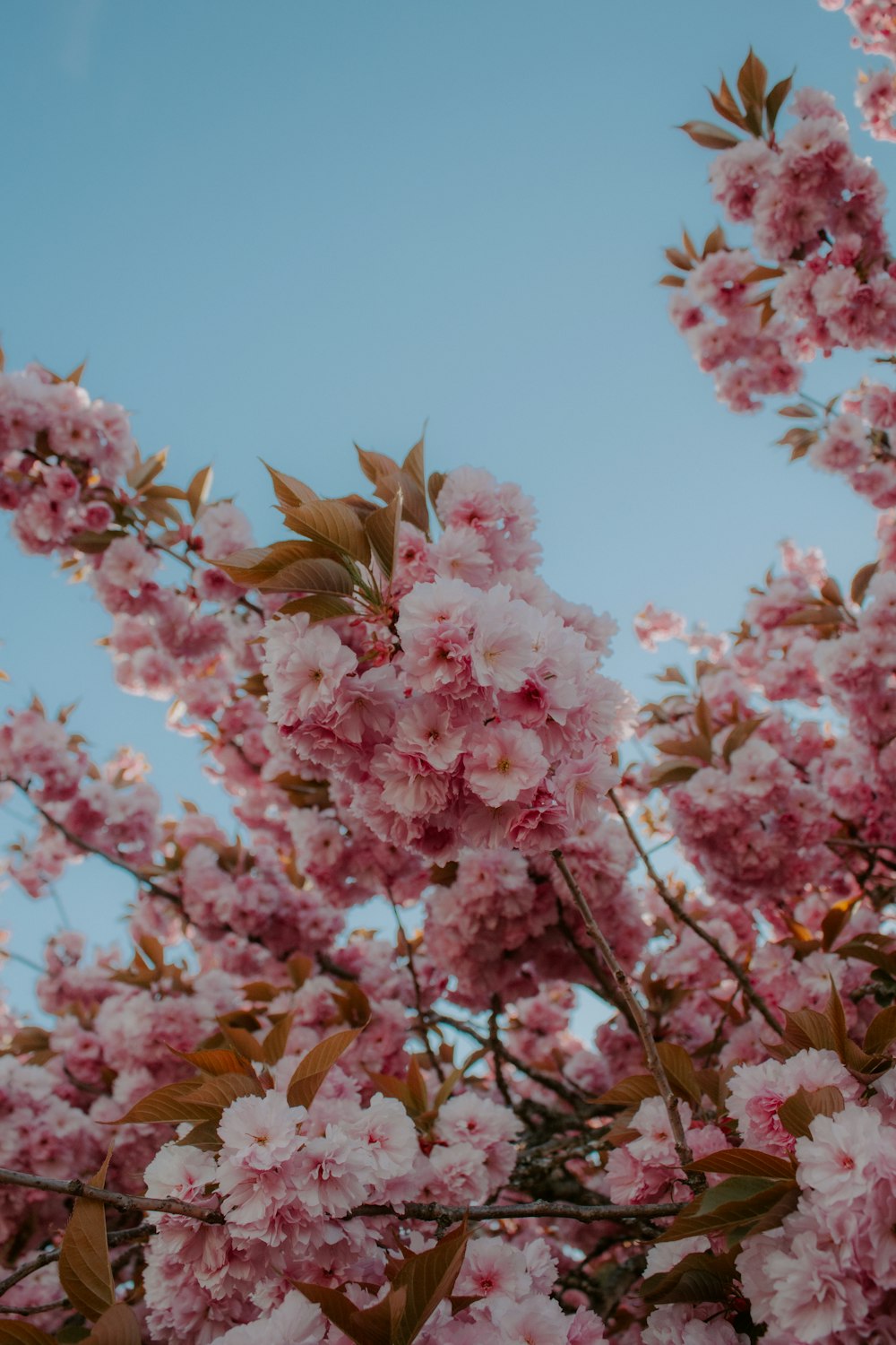 pink flowers under blue sky during daytime