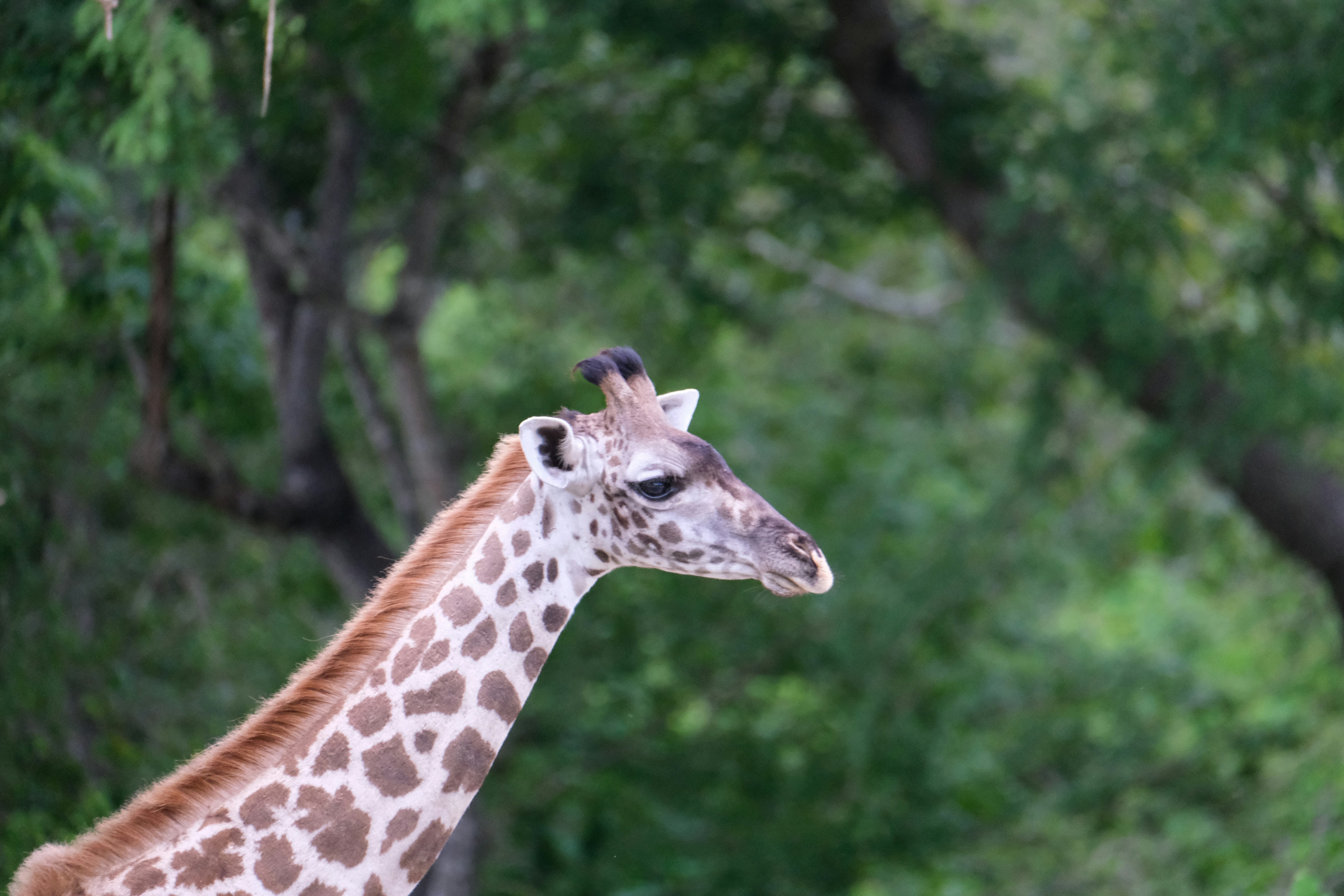 Giraffe photographed in the Selous Game Reserve in Tanzania in January 31, 2020. Giraffe, Selous Game Reserve, Selous National Park, Tanzania, wildlife safari, conservation, Tanzania wildlife, conservation tourism, East Africa, giraffe close up.