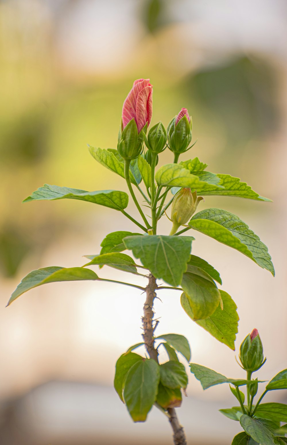 red rose in bloom during daytime