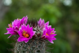 purple flower on brown nest