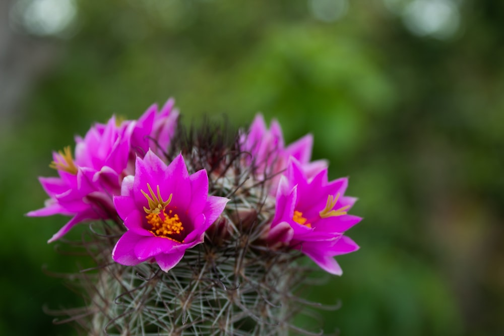 purple flower on brown nest