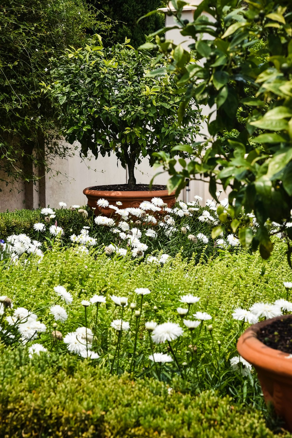 white flowers with green leaves