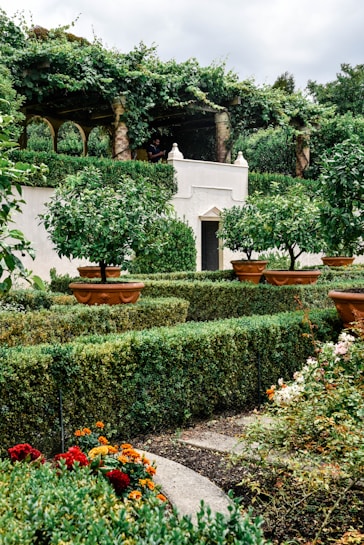 A lush garden with neatly trimmed hedges and potted orange trees. Vibrant flowers add pops of color, and an arched pergola covered in greenery provides a shaded sitting area. The architecture features white walls with decorative pillars.