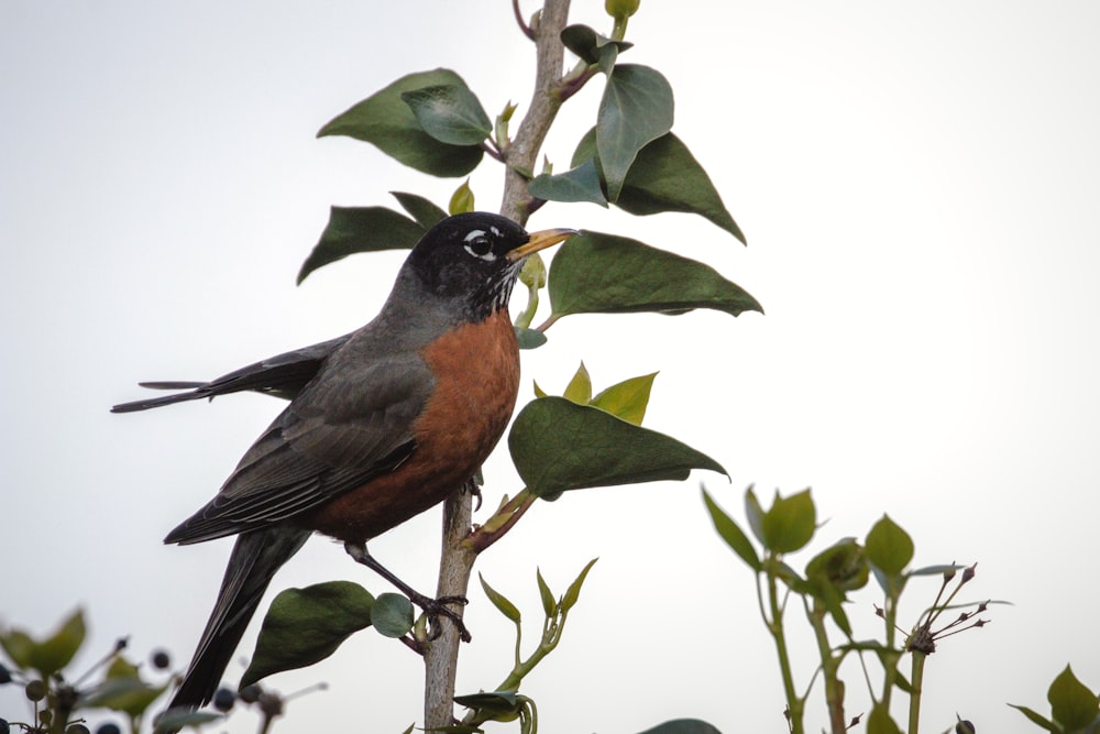 black and brown bird on green tree