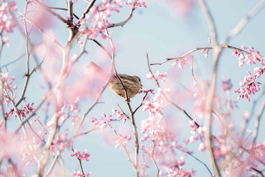 brown bird perched on pink flower