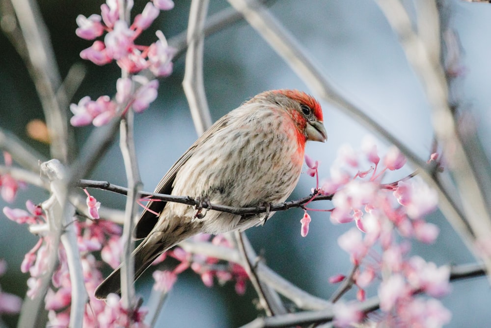 brown and red bird on pink flower