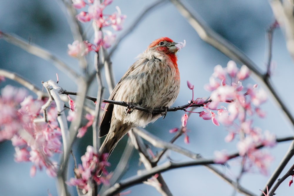 brown bird on pink flower