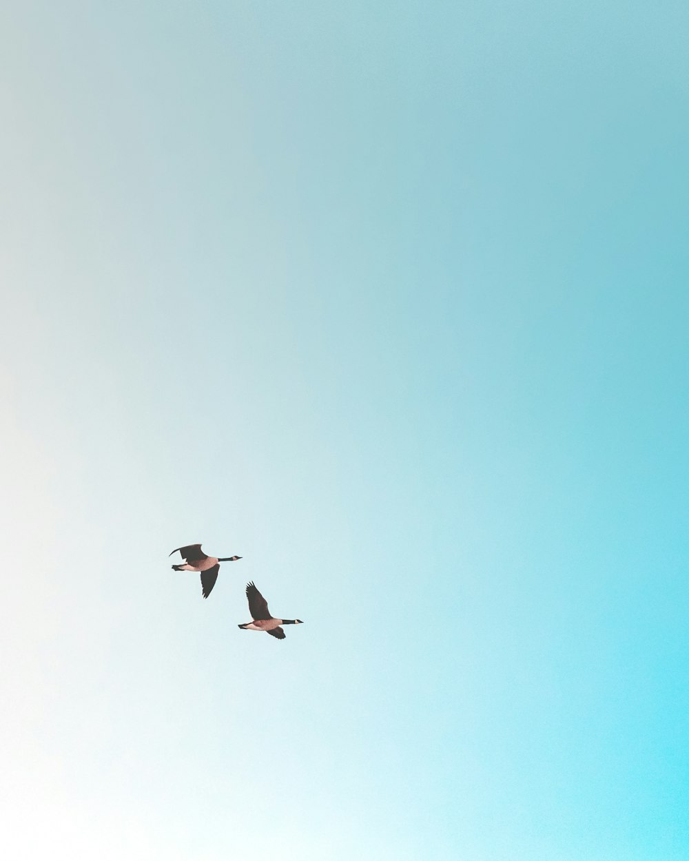 two birds flying under blue sky during daytime