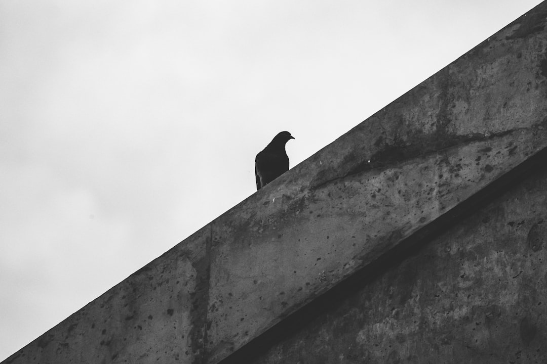 grayscale photo of bird on top of a building