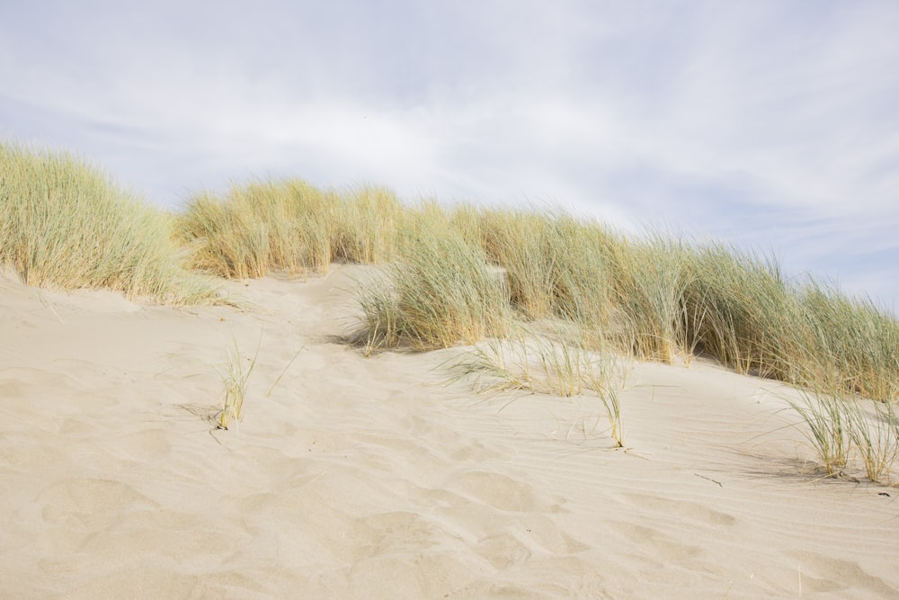 brown grass on white sand during daytime