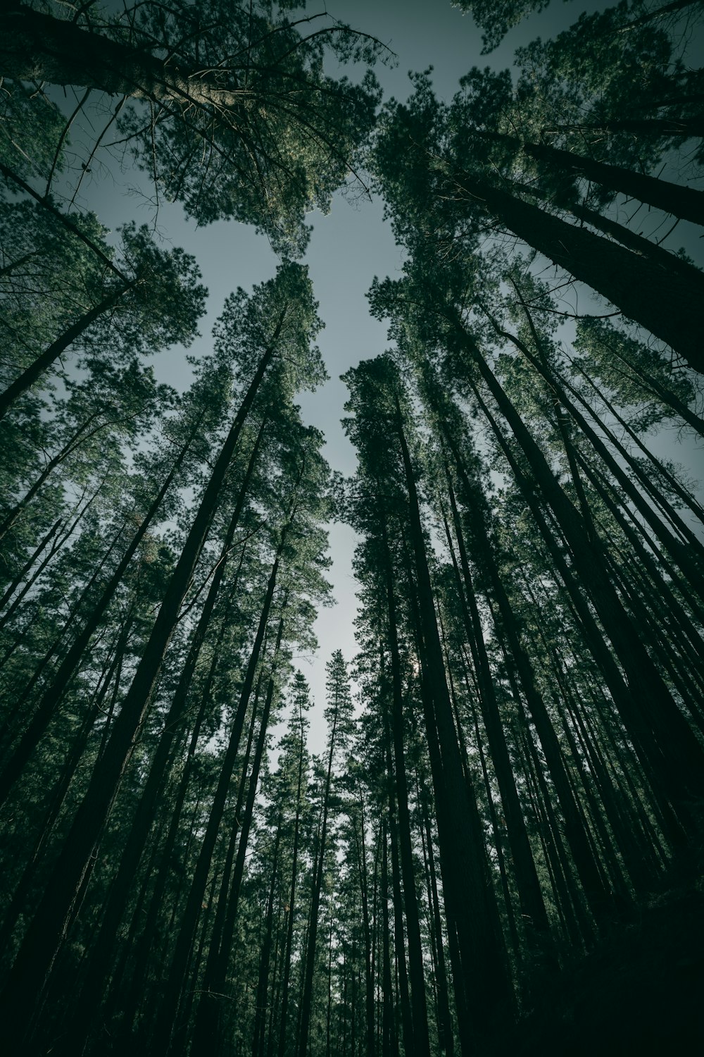 low angle photography of green trees during daytime