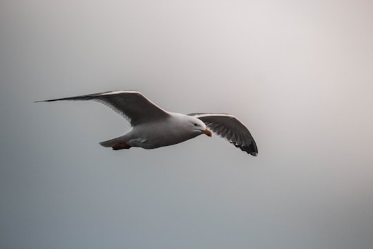 white and black bird flying in Sète France