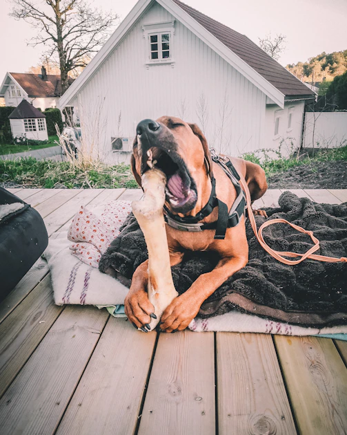 Ernährungsberatung für Hunde in Bispingen und im Heidekreis - Denise Balazs 