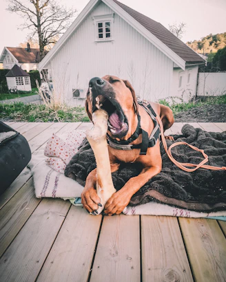 brown short coated dog lying on brown wooden floor