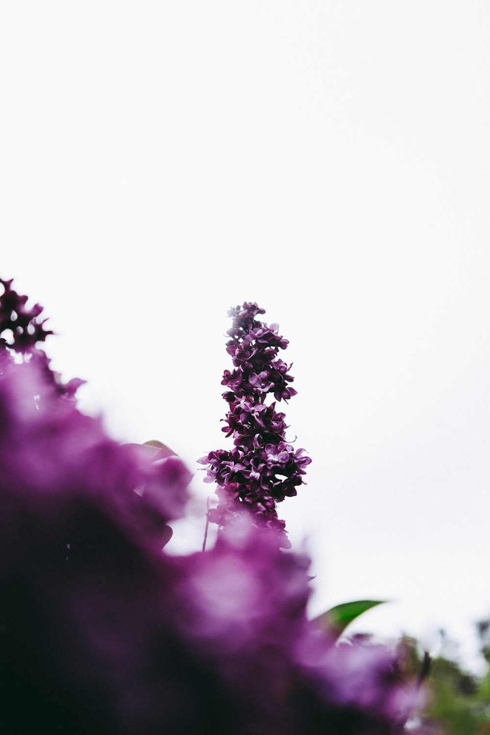 purple and white flower in close up photography